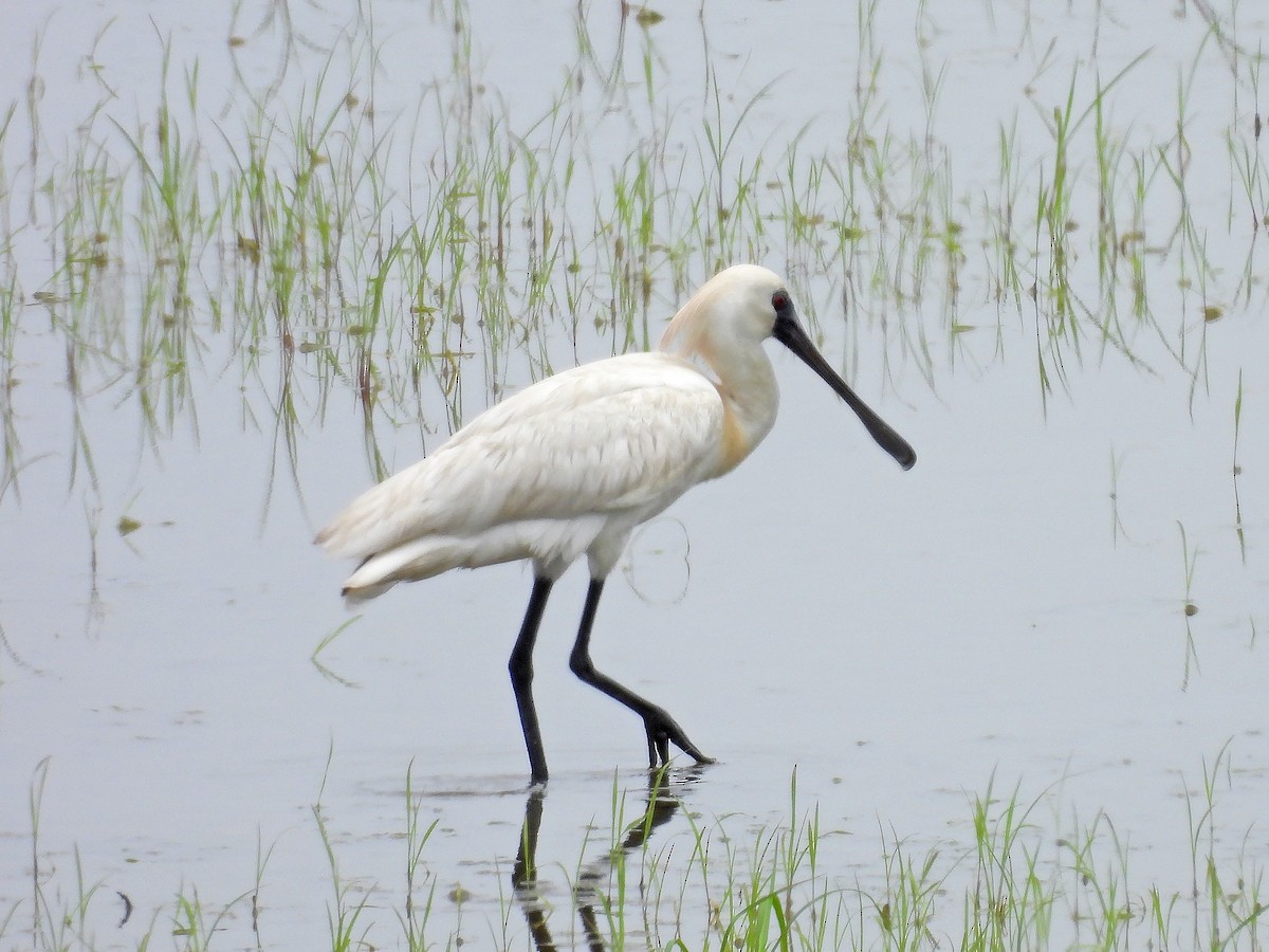 Black-faced Spoonbill - ML620178334