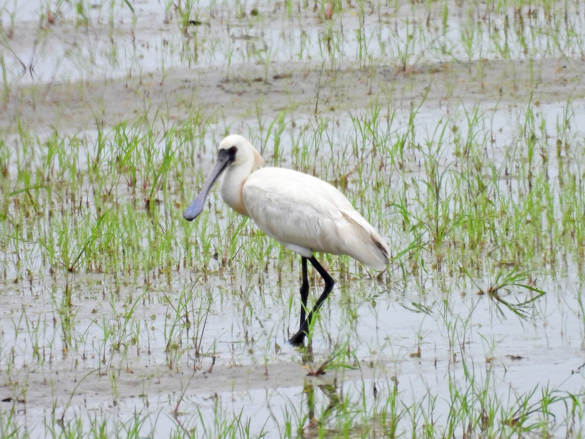 Black-faced Spoonbill - ML620178335