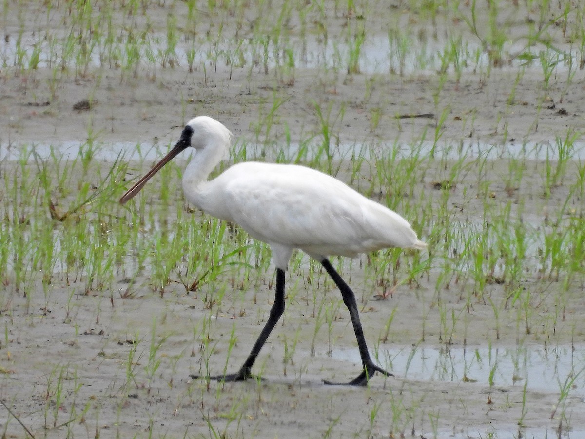 Black-faced Spoonbill - ML620178336