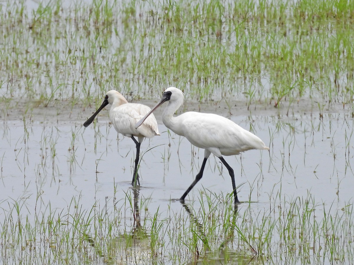 Black-faced Spoonbill - ML620178337