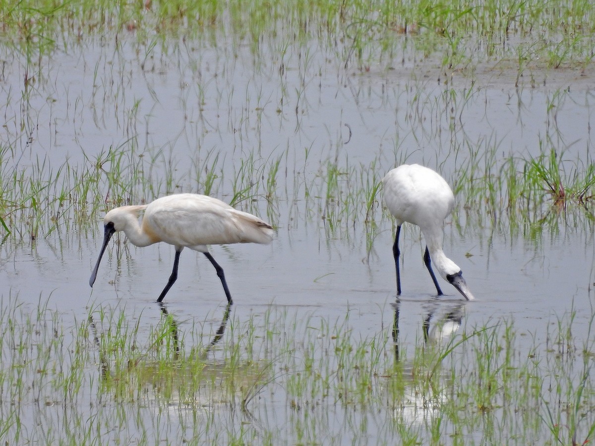 Black-faced Spoonbill - ML620178338