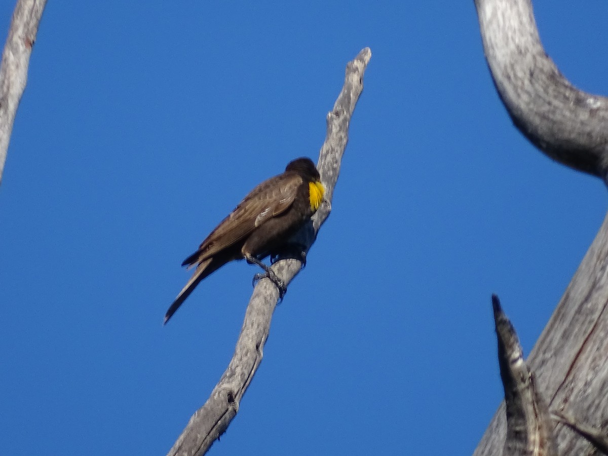 Yellow-headed Blackbird - ML620178339