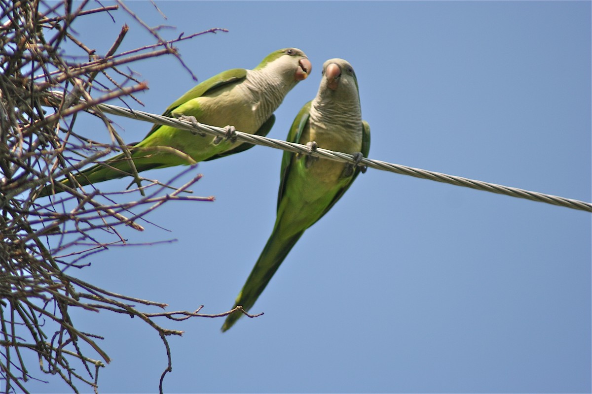 Monk Parakeet (Monk) - ML620178346