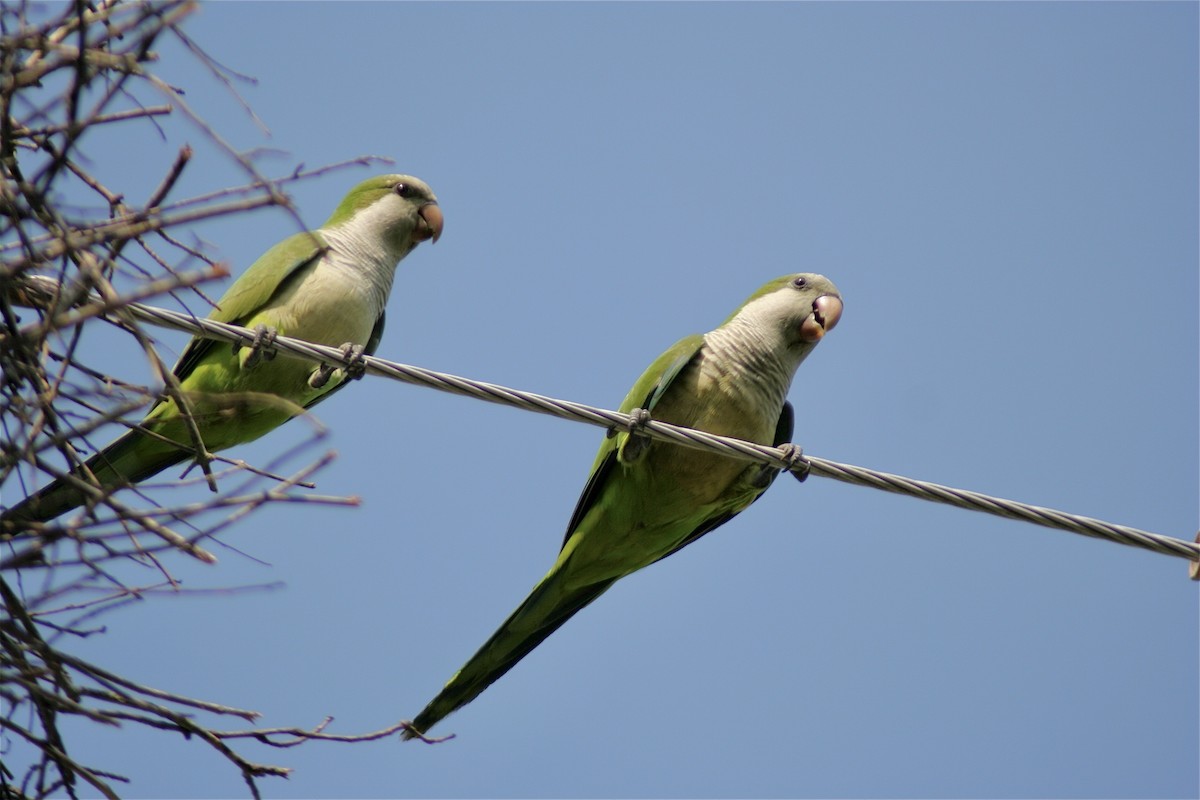 Monk Parakeet (Monk) - ML620178350