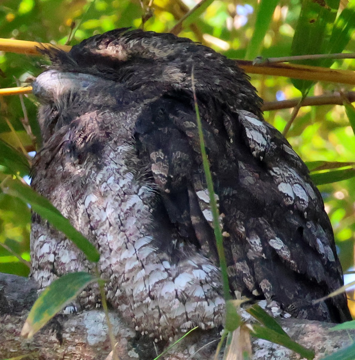 Papuan Frogmouth - ML620178353