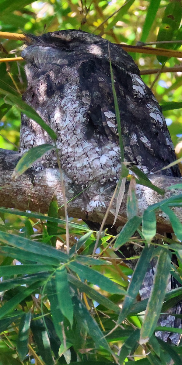 Papuan Frogmouth - ML620178354