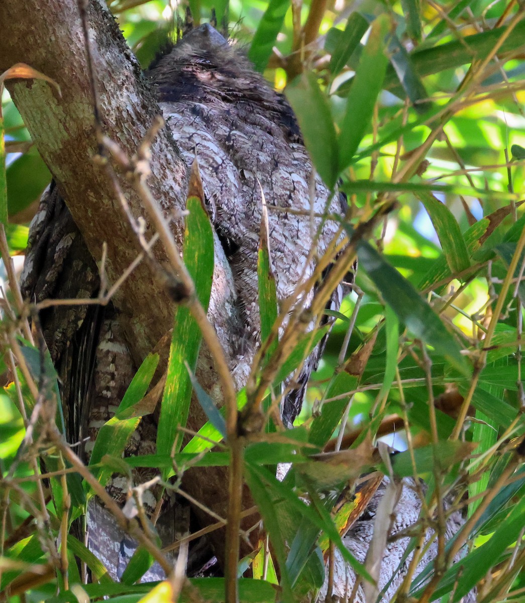 Papuan Frogmouth - ML620178355