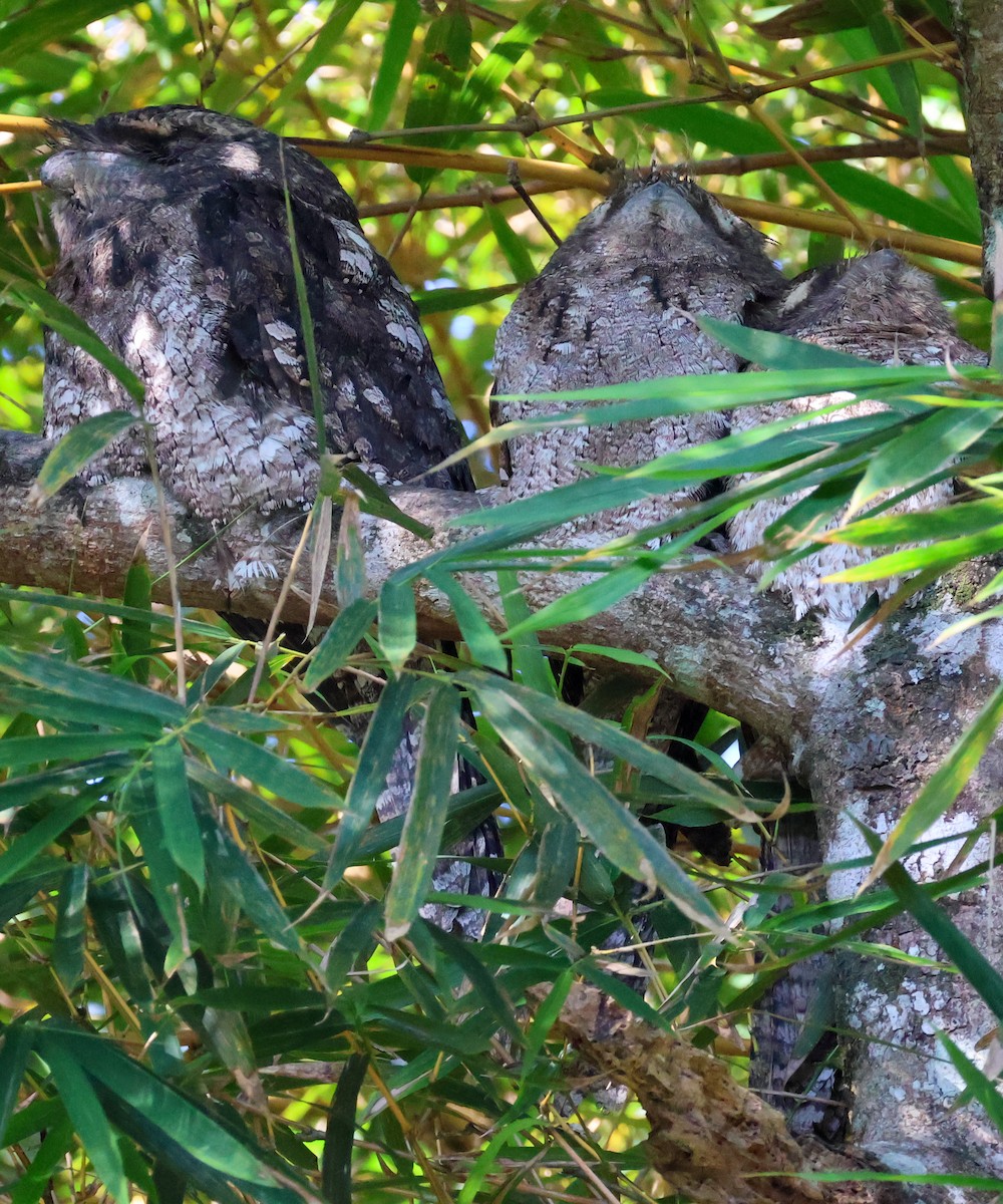 Papuan Frogmouth - ML620178357