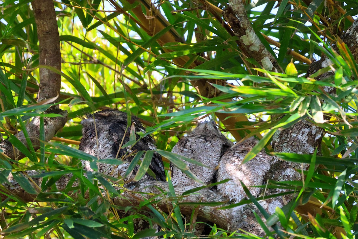 Papuan Frogmouth - ML620178361