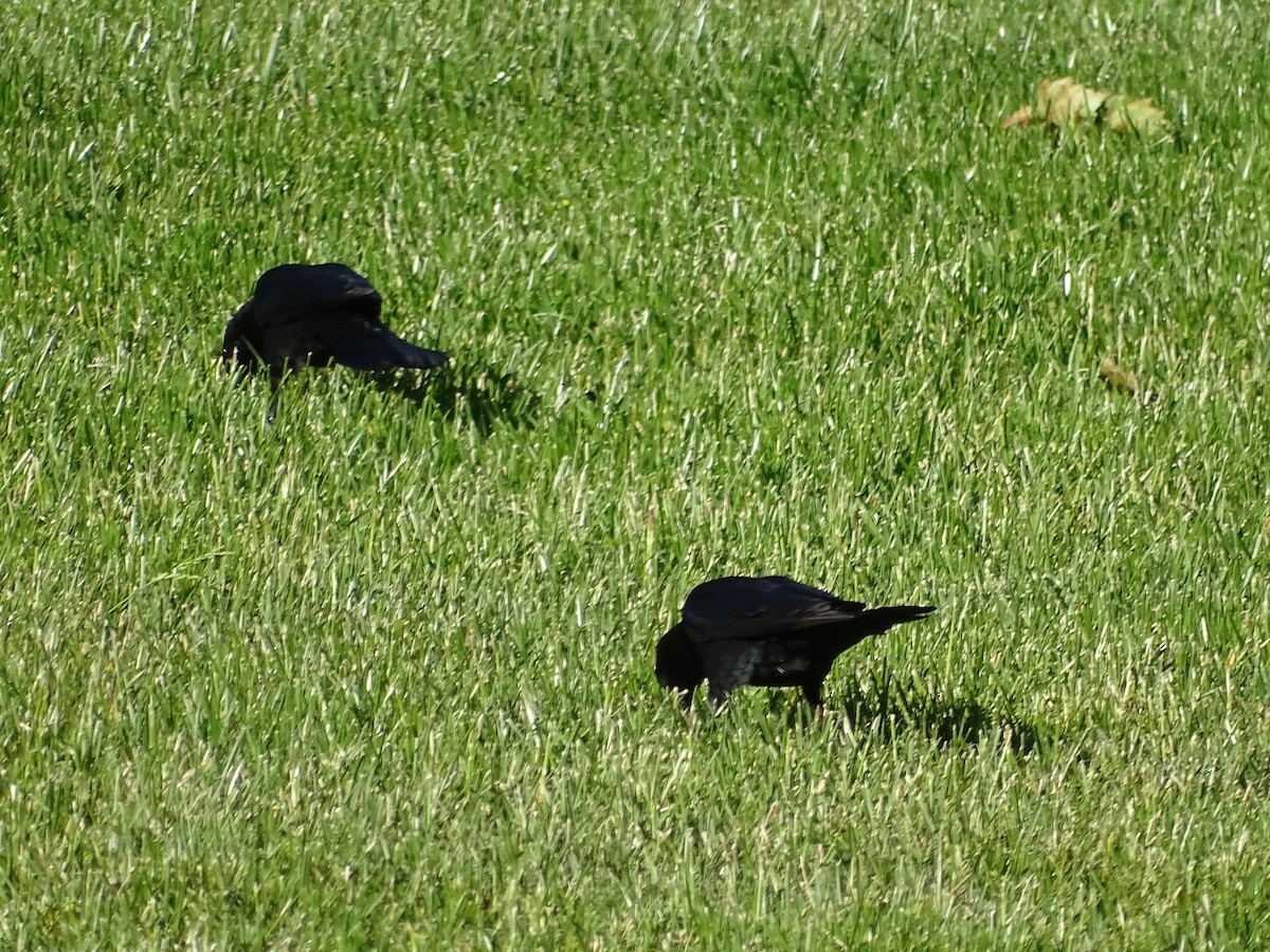 Brewer's Blackbird - ML620178369