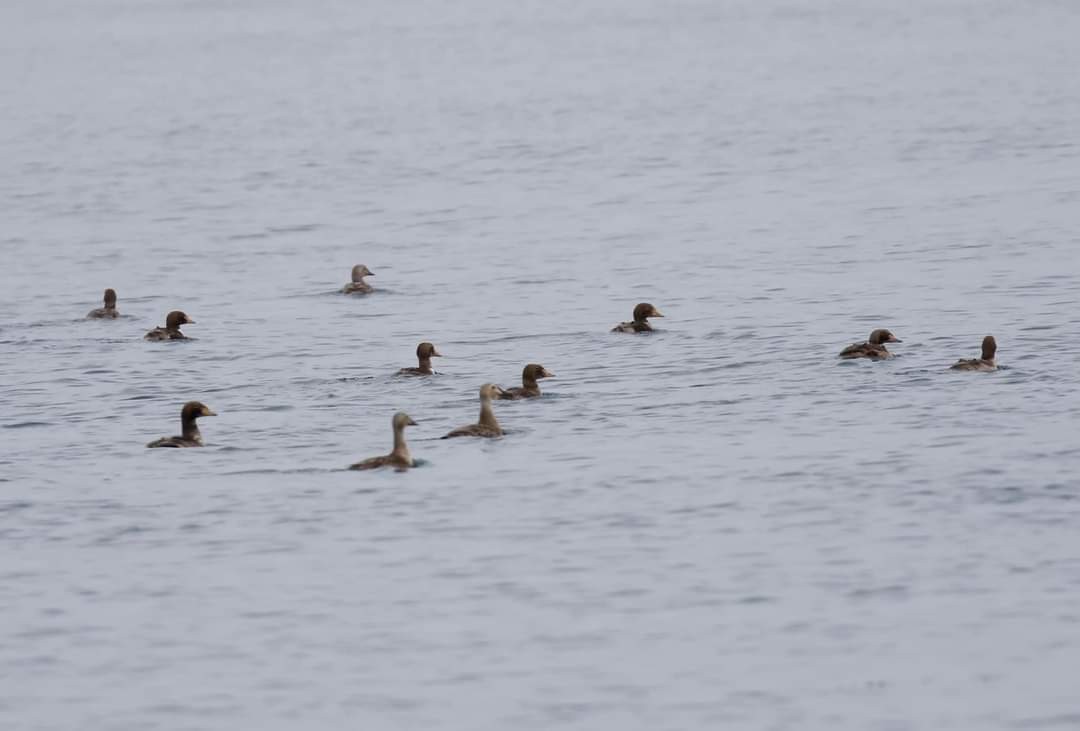 King Eider - ML620178377