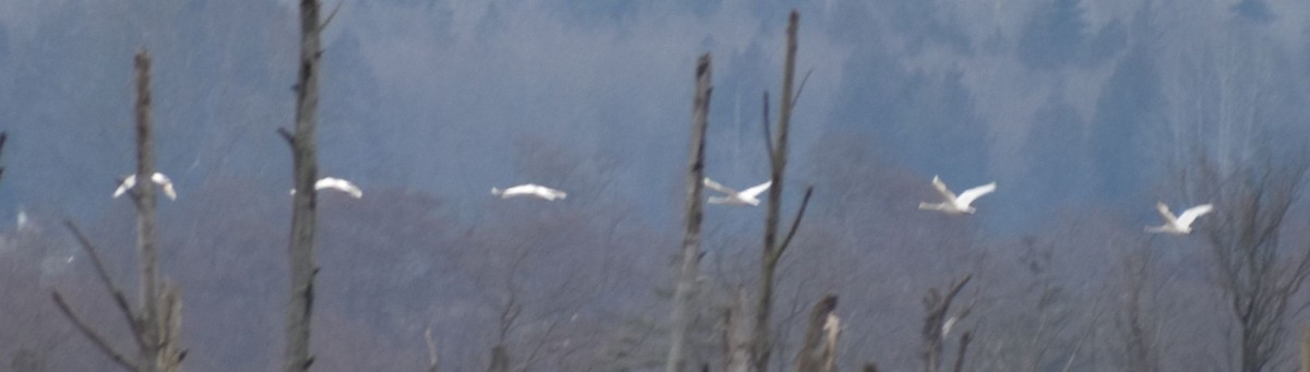 Cygne trompette ou C. siffleur - ML620178380