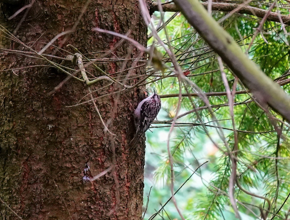 Brown Creeper - ML620178386