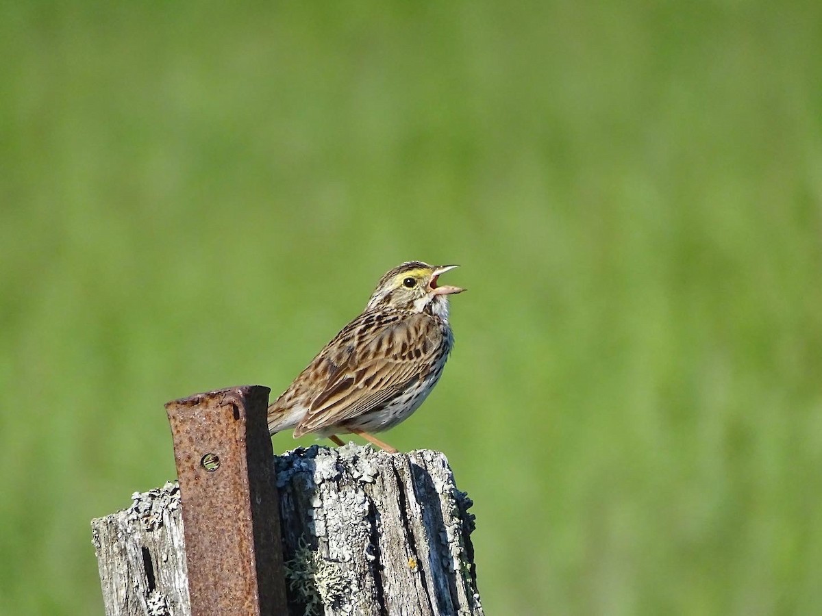 Savannah Sparrow - ML620178389