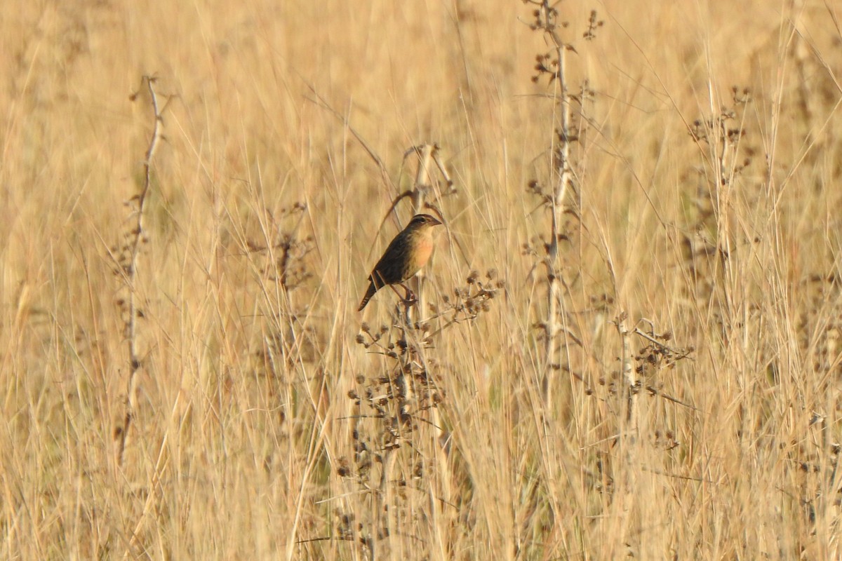 White-browed Meadowlark - ML620178407