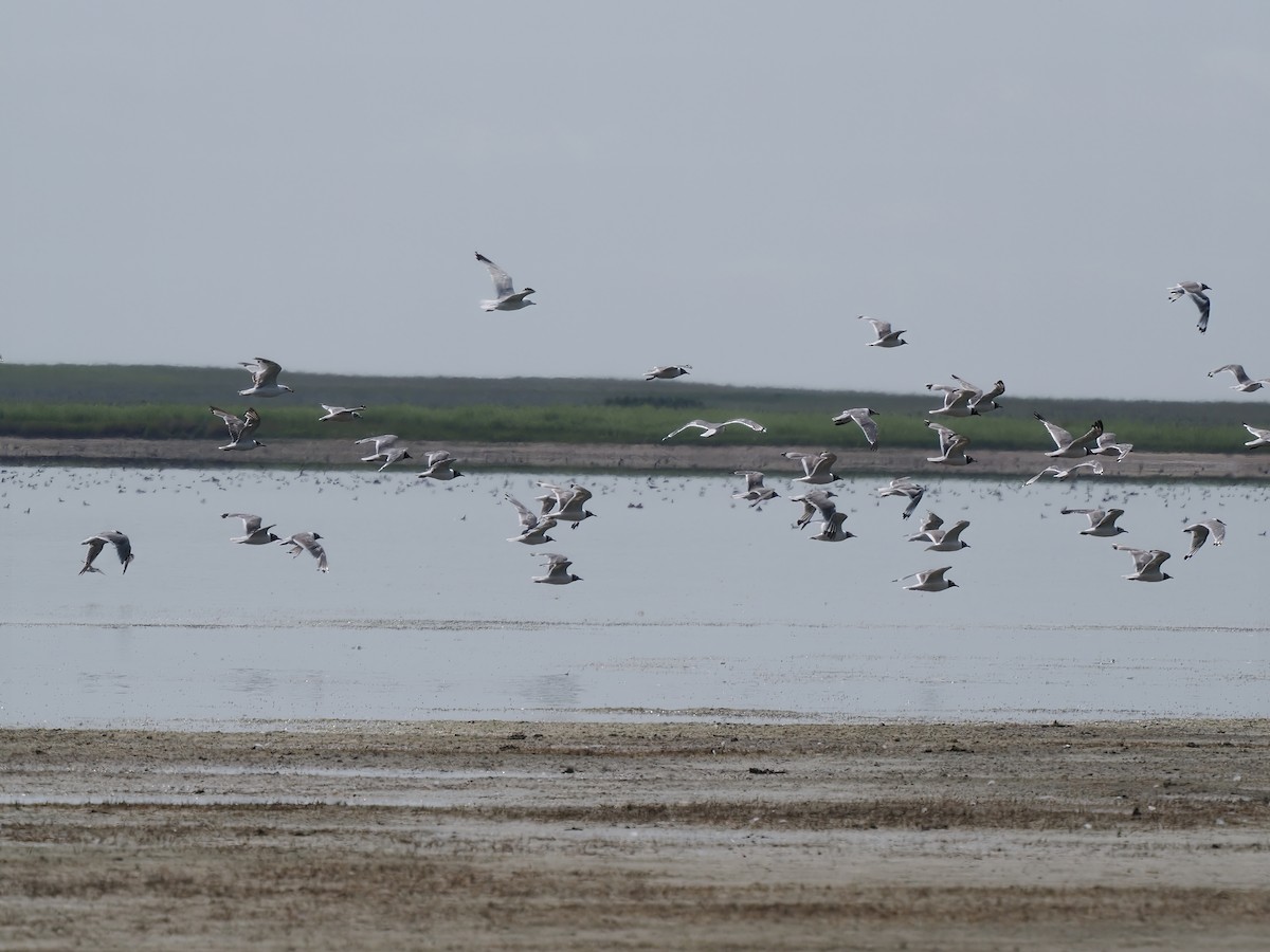 Franklin's Gull - ML620178412