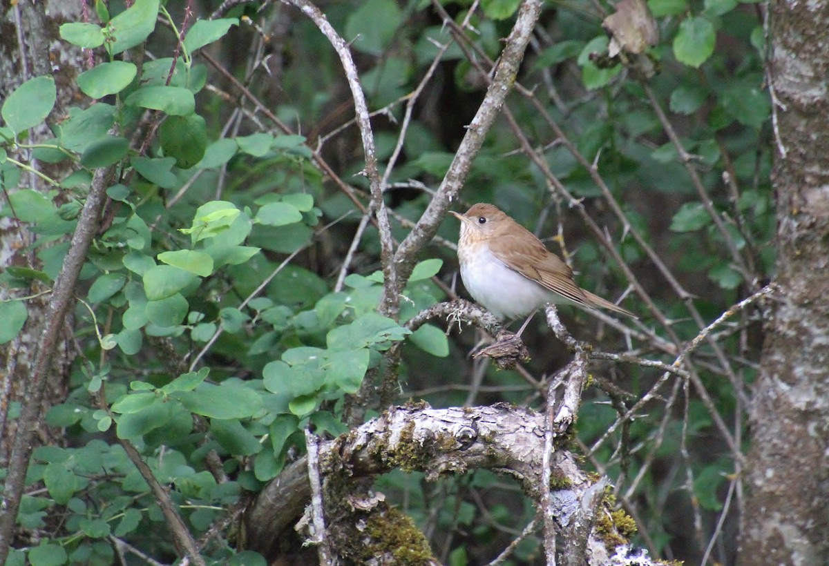 Veery - ML620178417