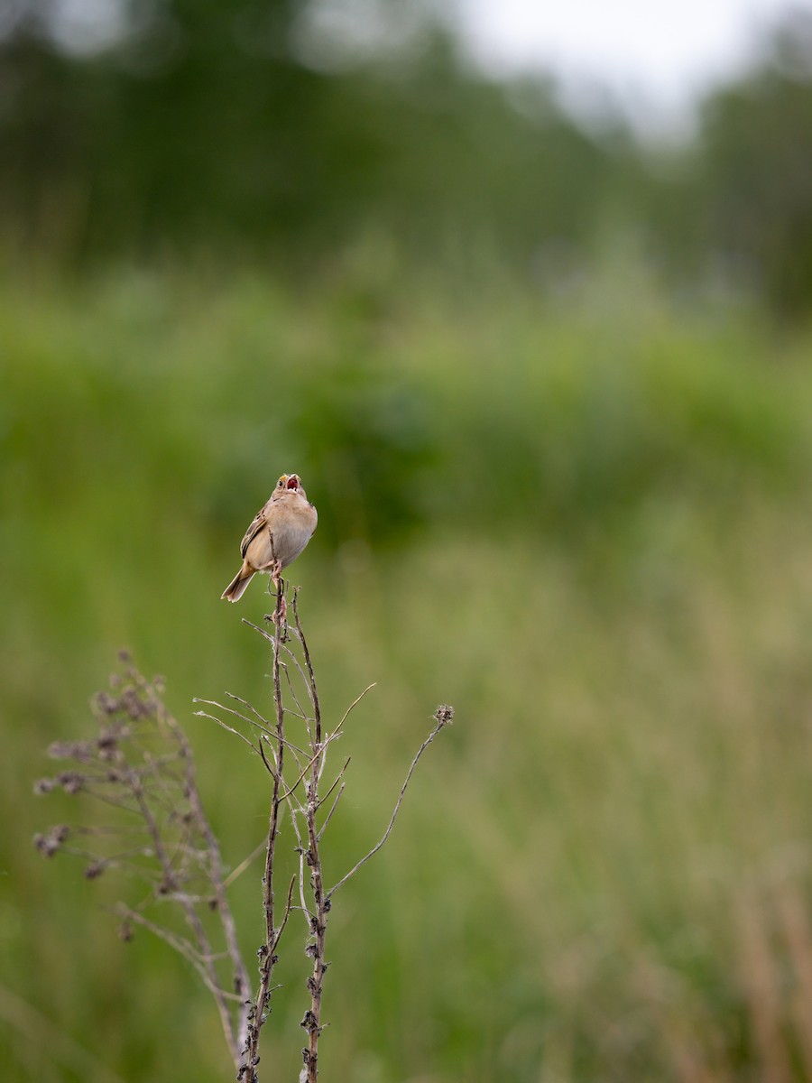 Grasshopper Sparrow - ML620178422