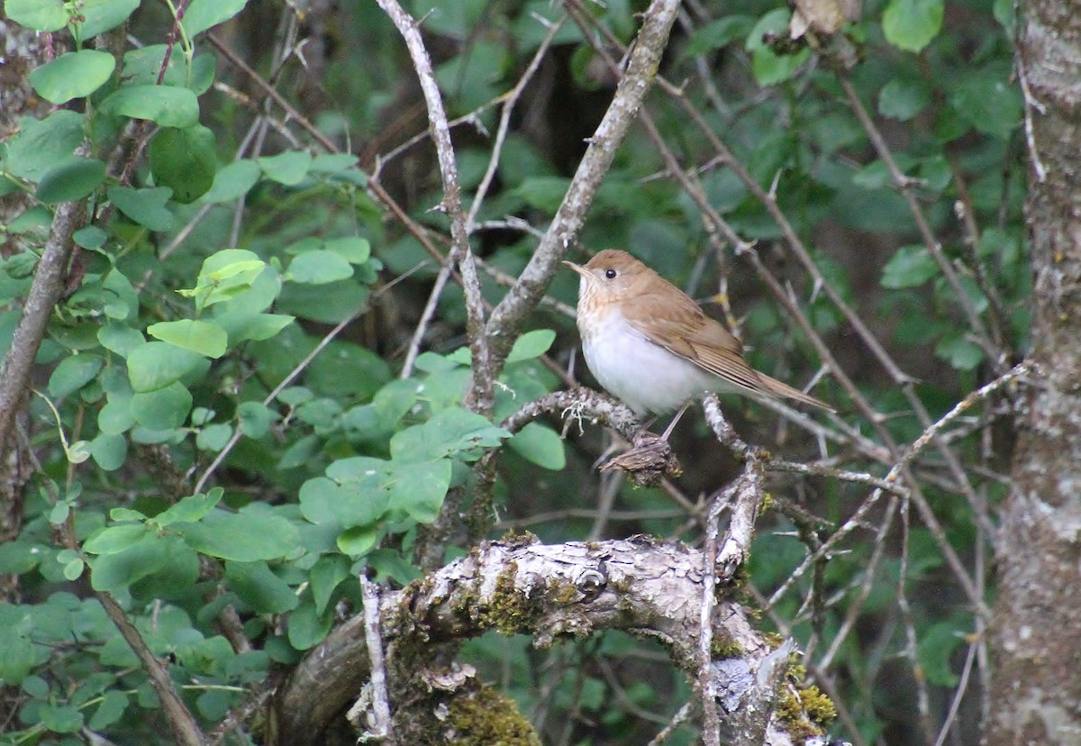 Veery - ML620178423