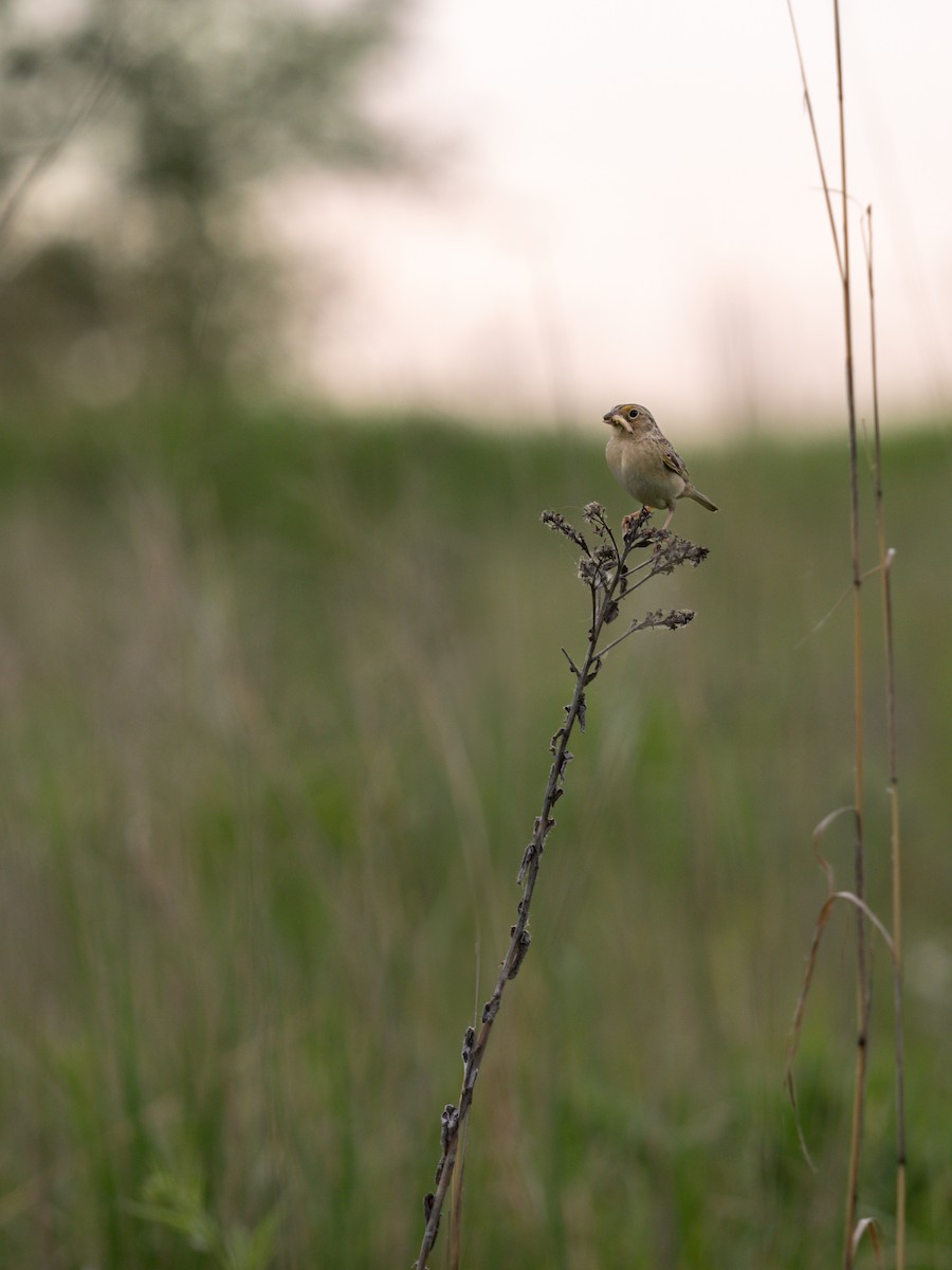 Grasshopper Sparrow - ML620178426