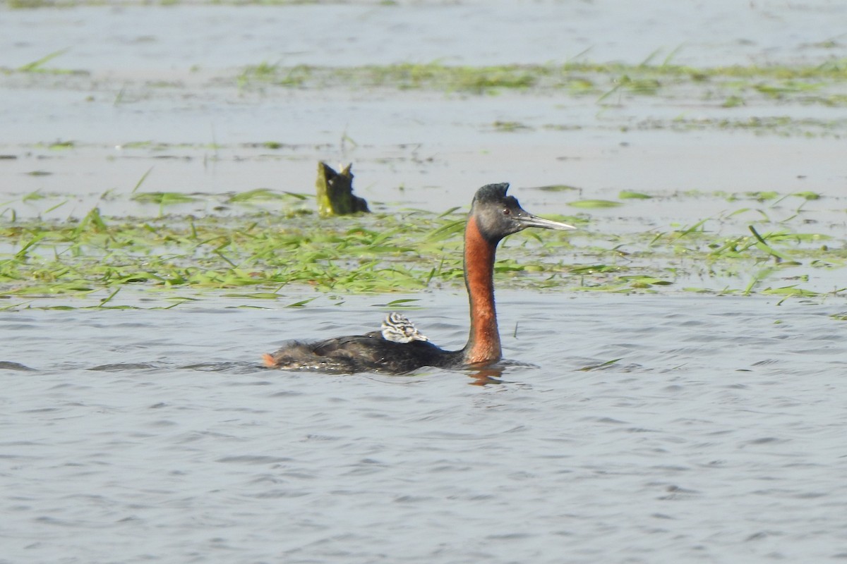 Great Grebe - ML620178431