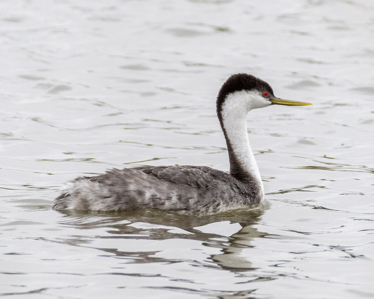 Western Grebe - ML620178439