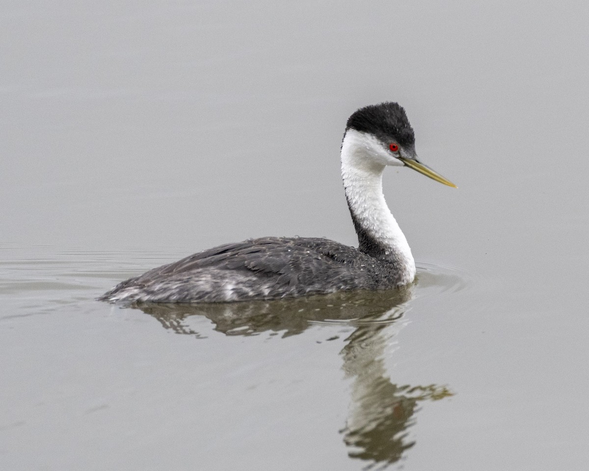 Western Grebe - ML620178440