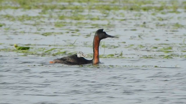 Great Grebe - ML620178442