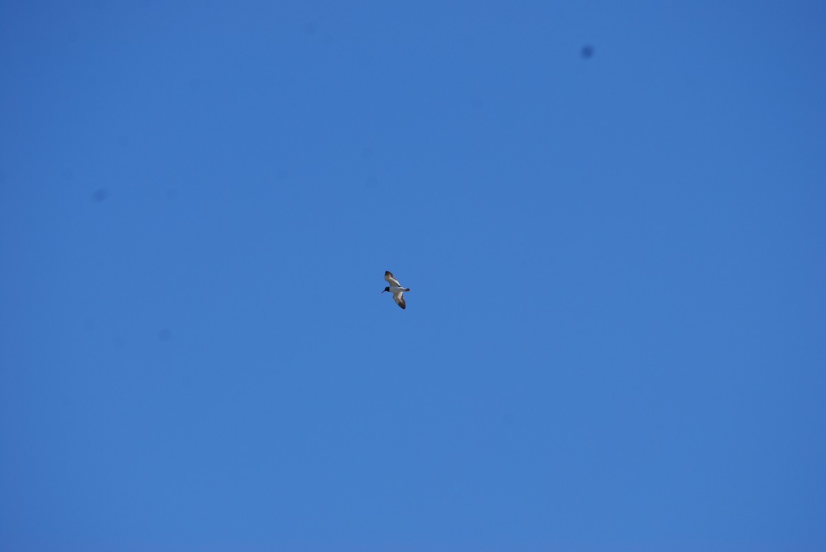 American Oystercatcher - ML620178443