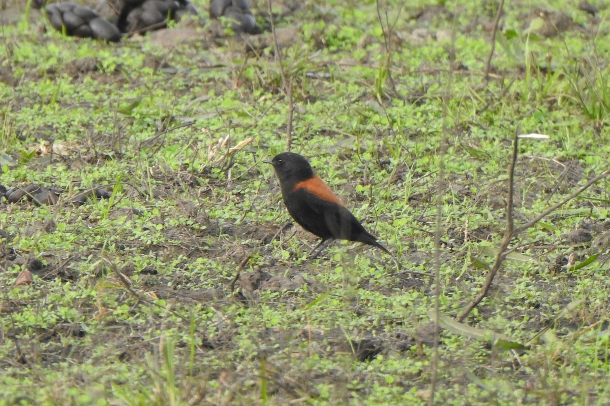 Negrito Austral - ML620178445