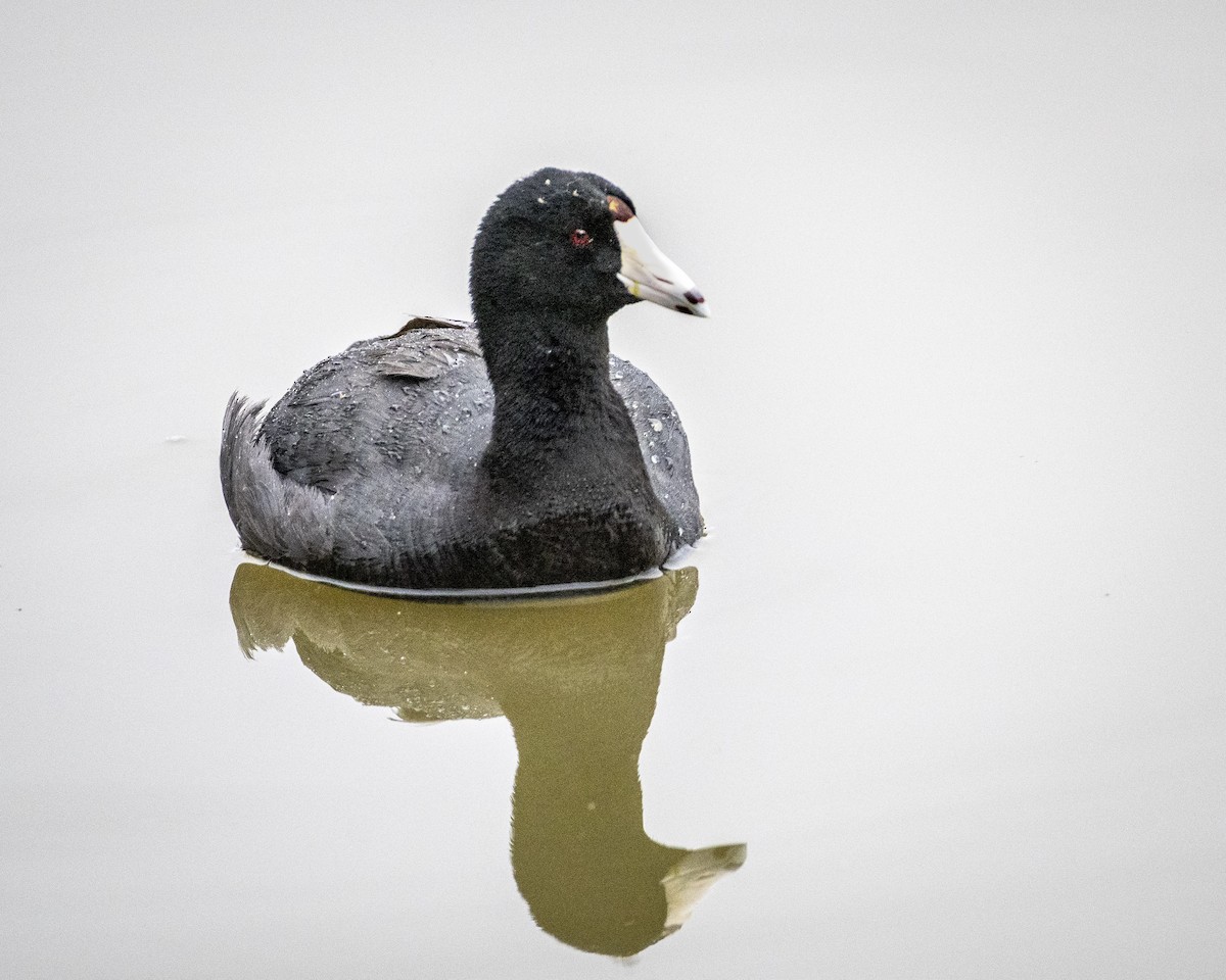 American Coot - ML620178448