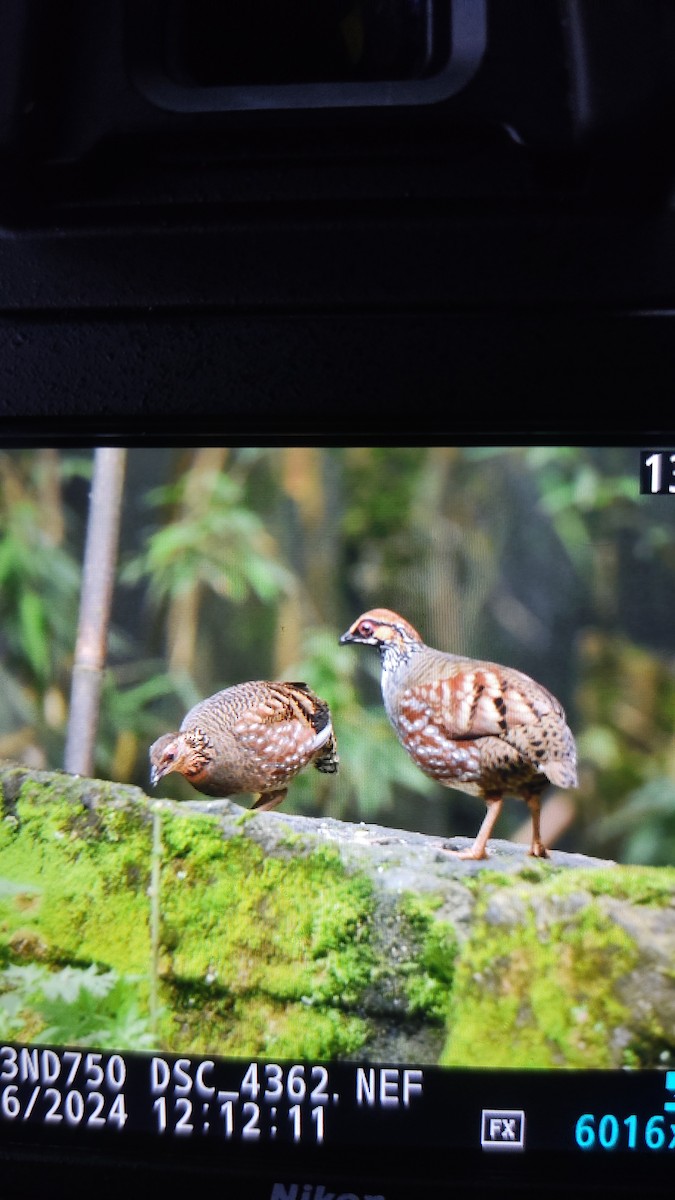 Hill Partridge - ML620178450