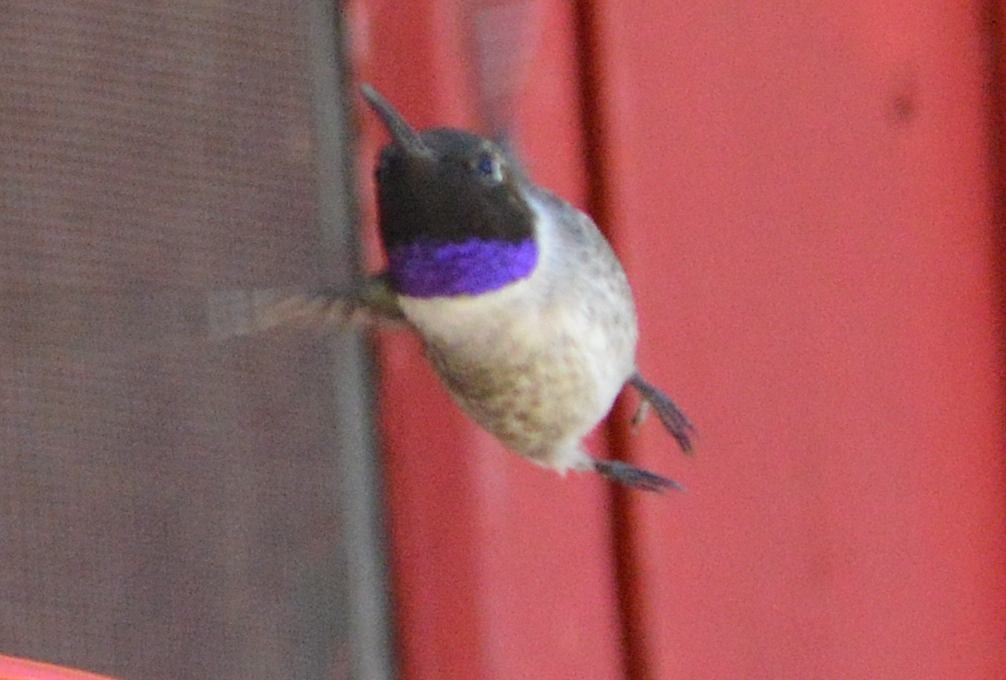 Black-chinned Hummingbird - ML620178451