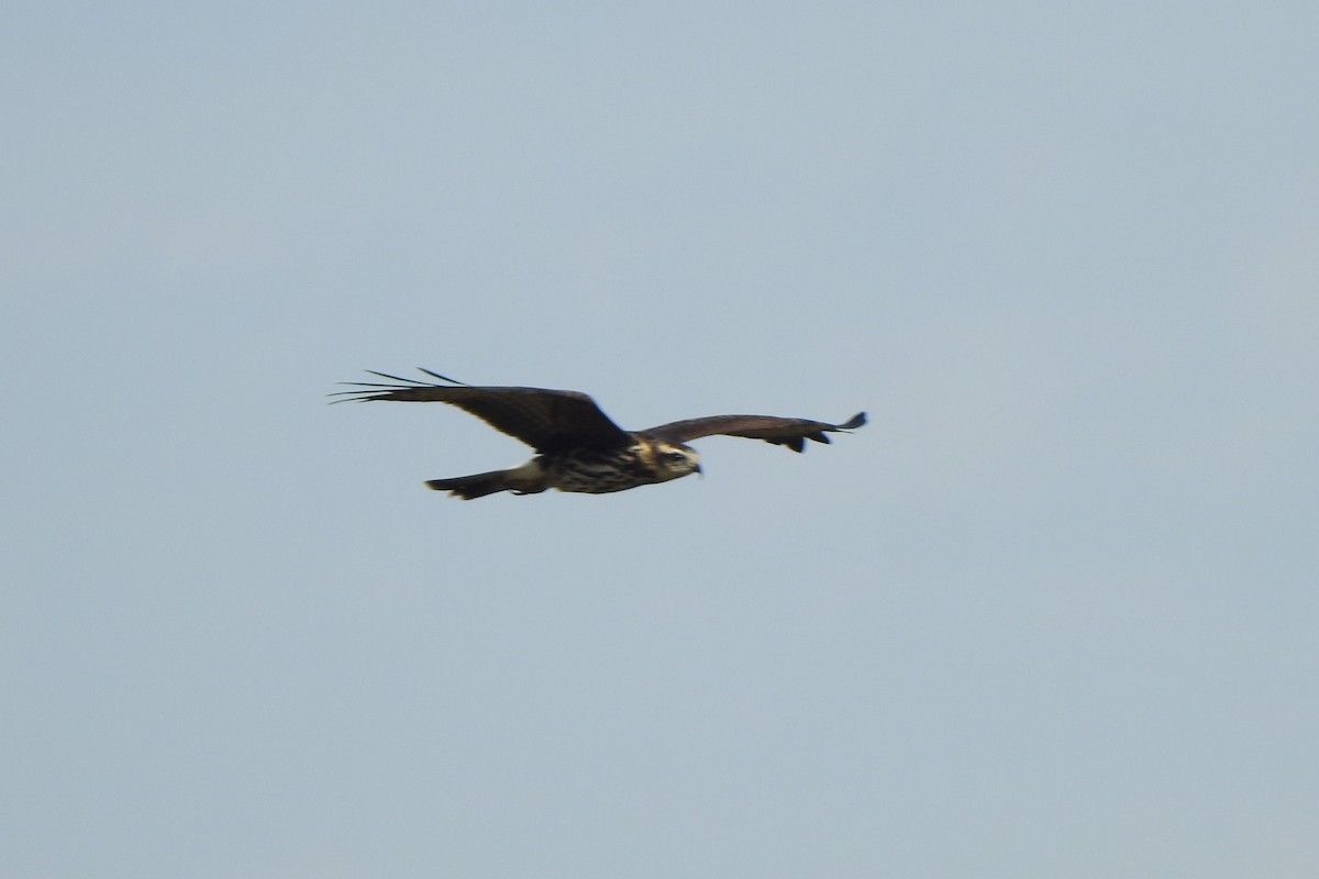 Snail Kite - ML620178452