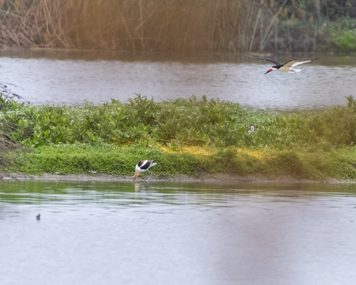 American Avocet - ML620178454