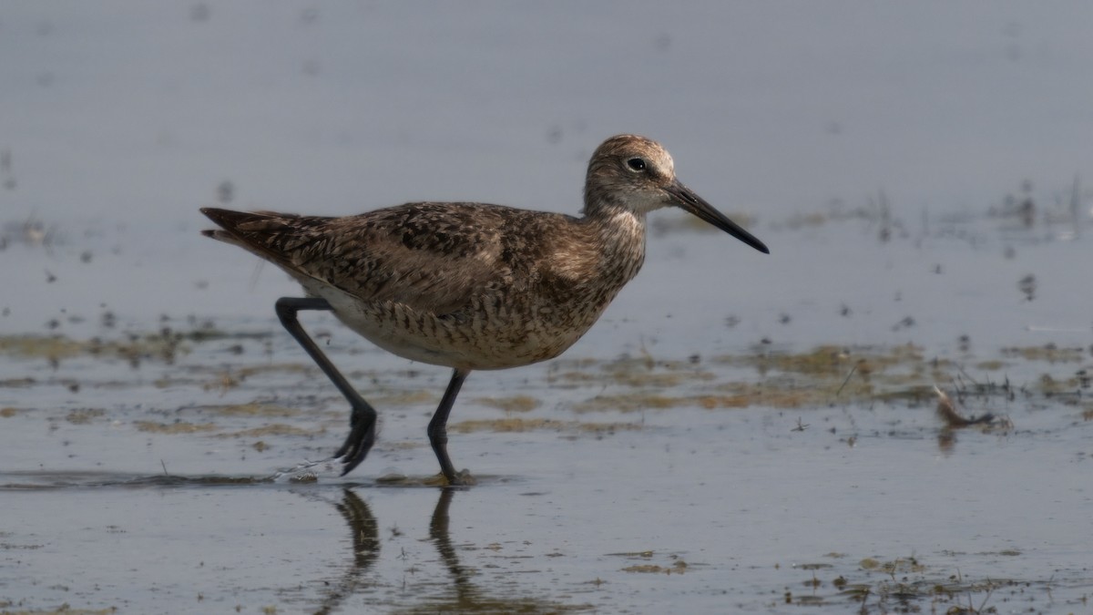 Willet - ML620178457