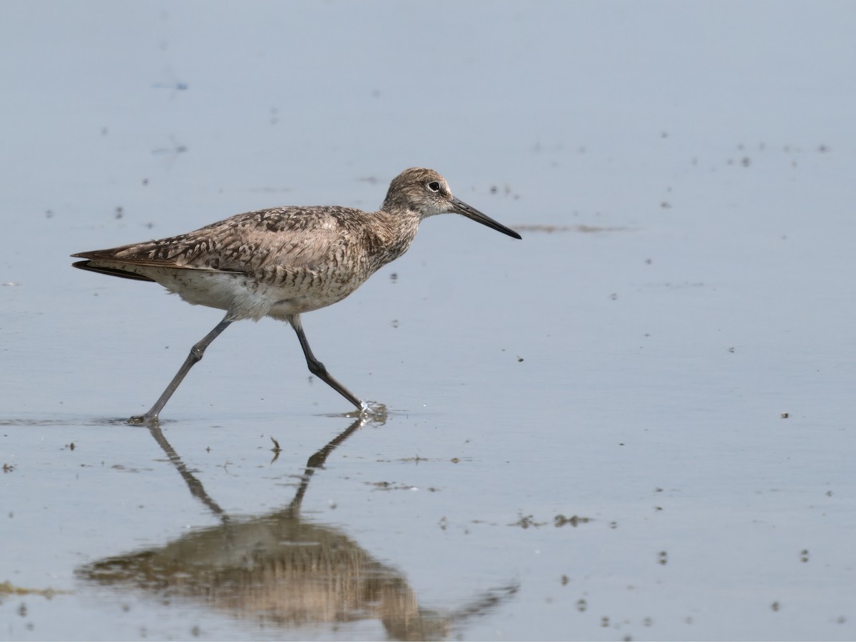 Willet - ML620178458