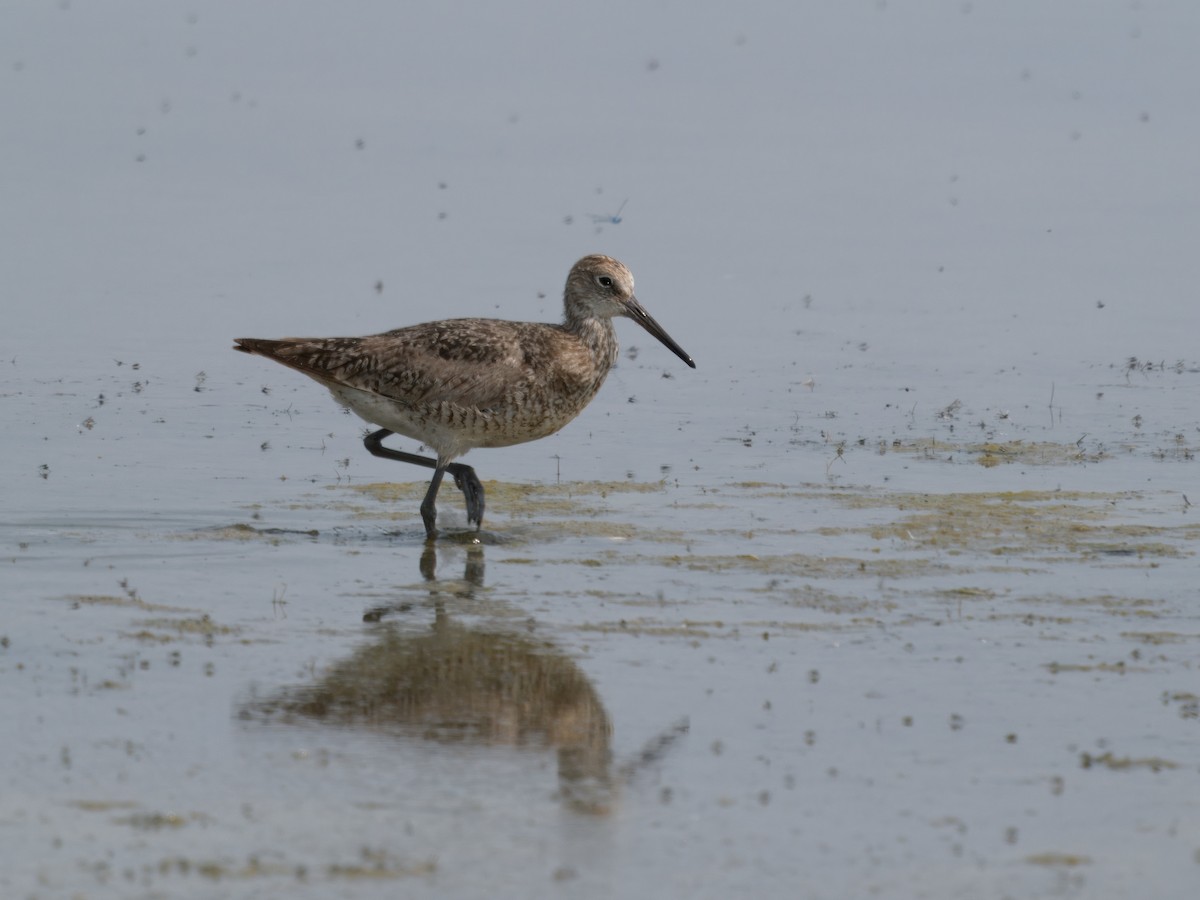 Willet - ML620178459