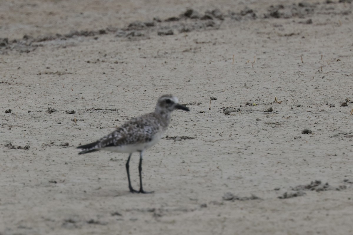 Black-bellied Plover - ML620178460