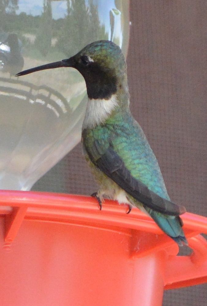 Black-chinned Hummingbird - ML620178461