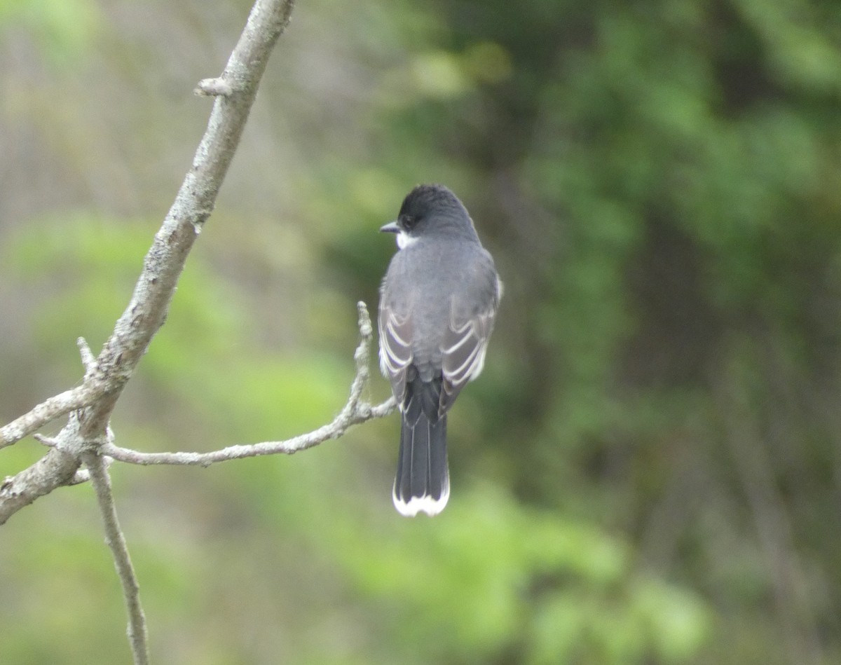 Eastern Kingbird - ML620178463