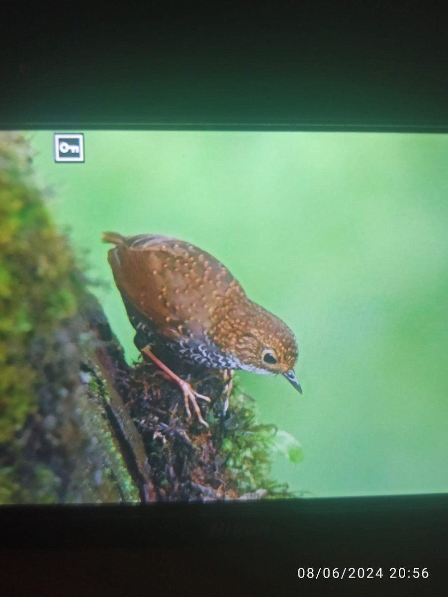 Scaly-breasted Cupwing - Prabit Tamang