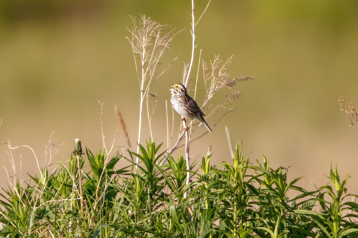 Savannah Sparrow - ML620178475