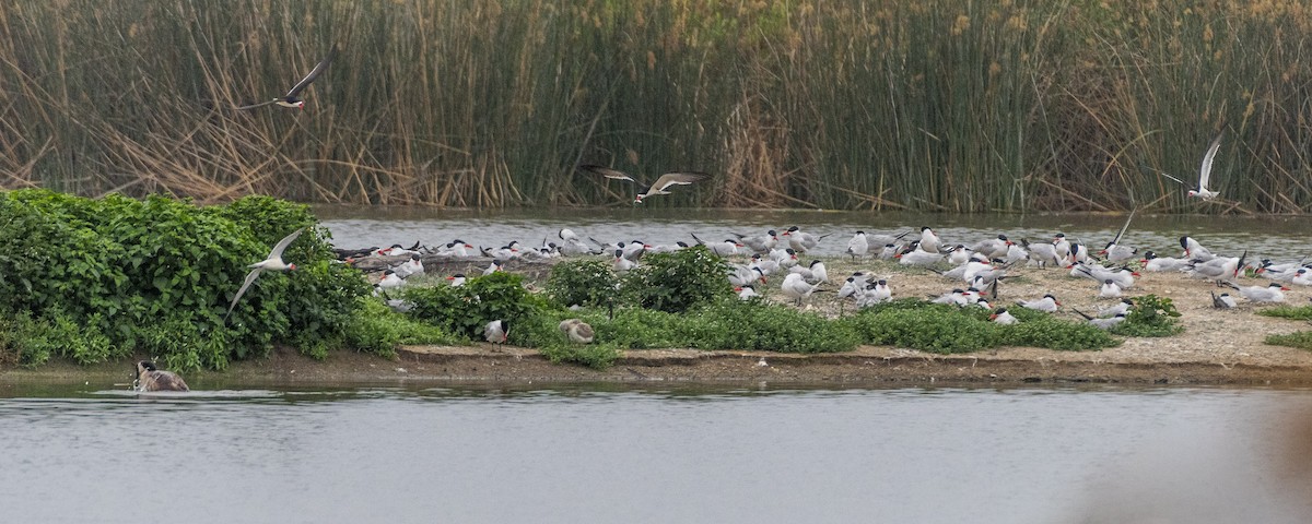 Caspian Tern - ML620178480