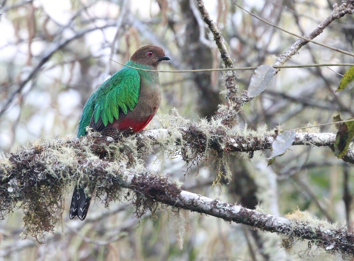 Crested Quetzal - ML620178482