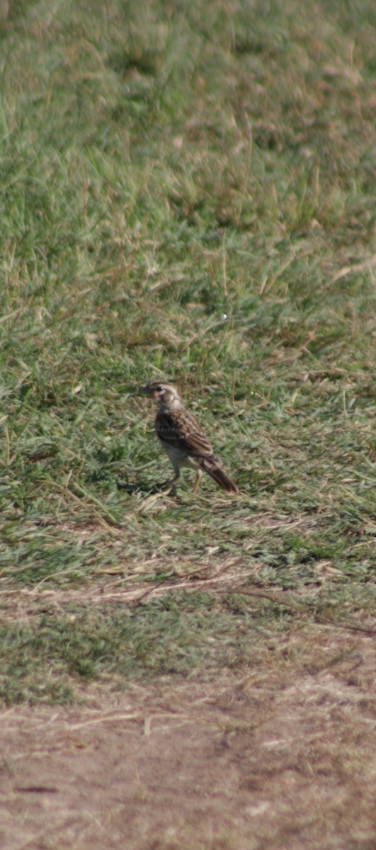 Lark Sparrow - ML620178484