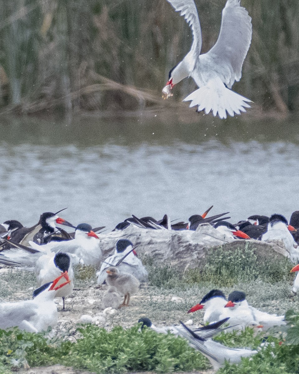 Caspian Tern - ML620178492