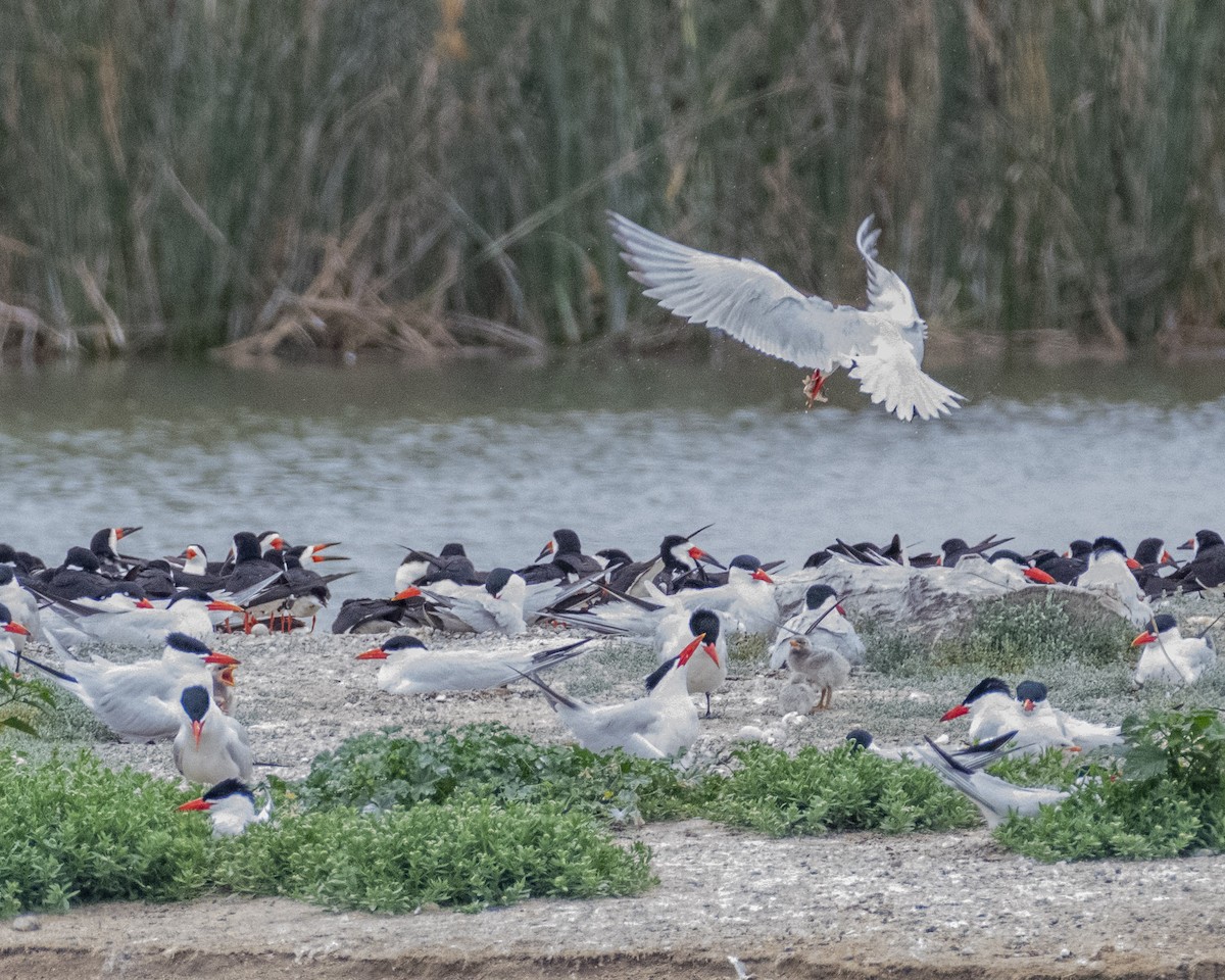 Caspian Tern - ML620178497