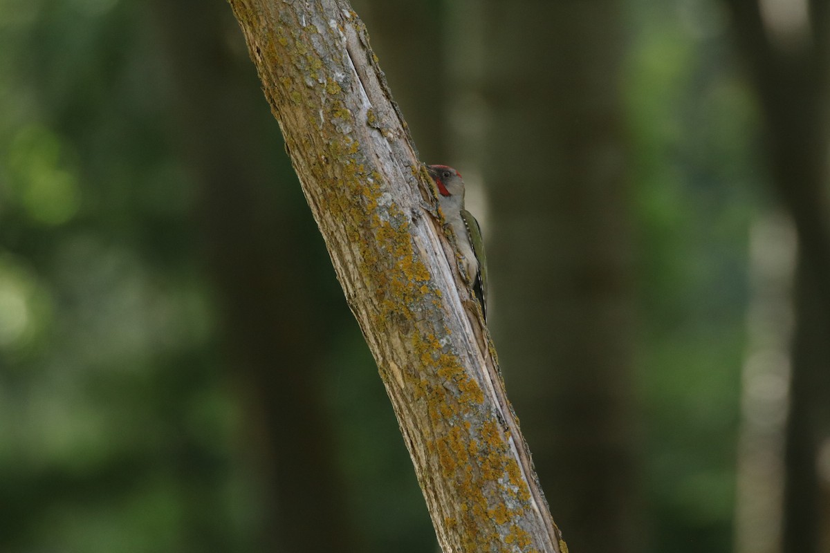 Iberian Green Woodpecker - ML620178504