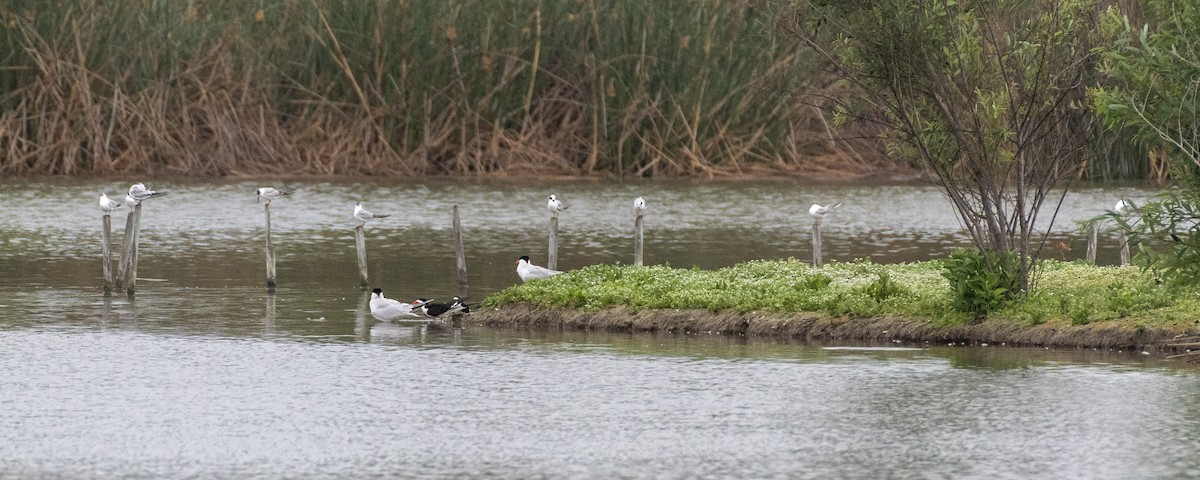 Forster's Tern - ML620178507